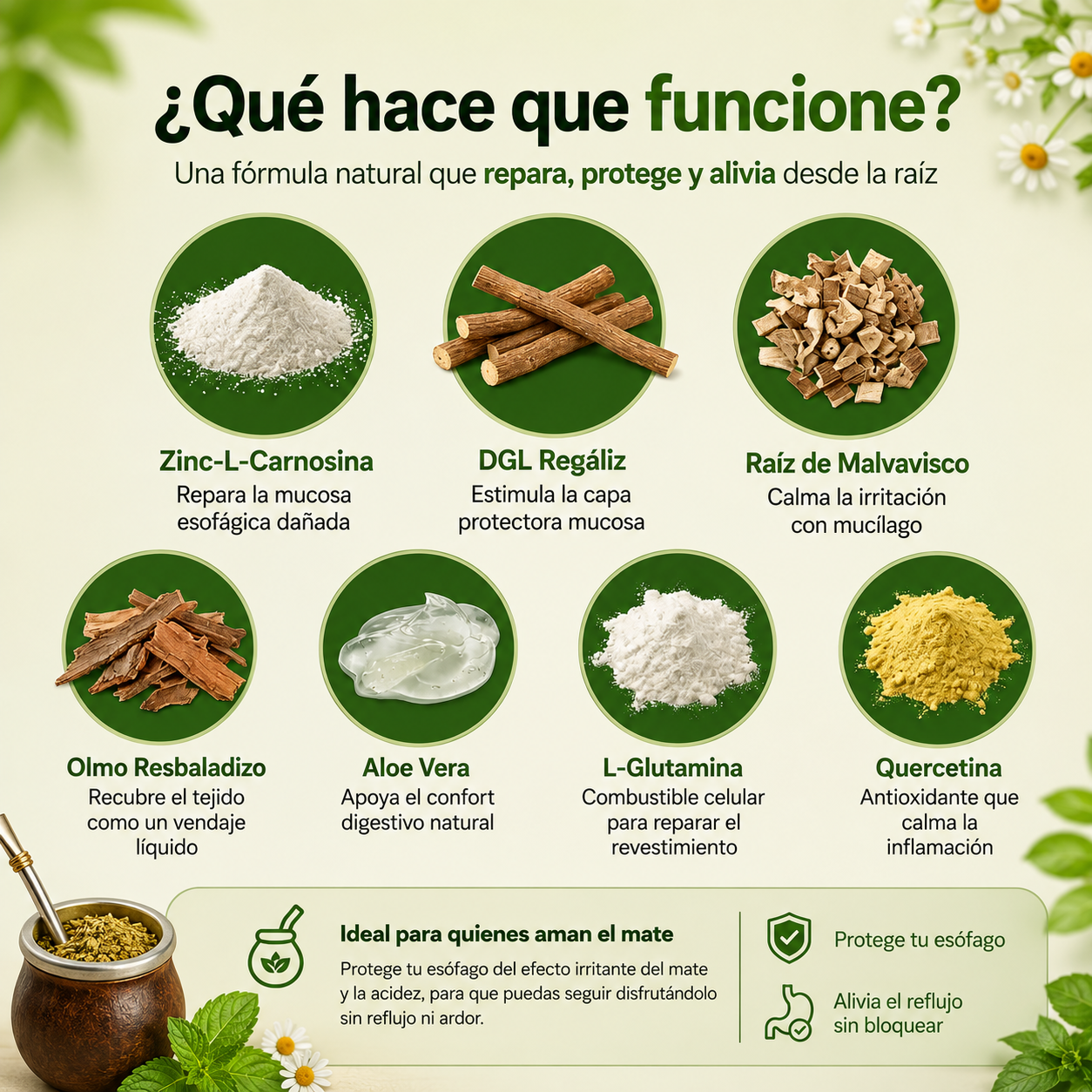 Soomi EsoRepair™: La solución para los amantes del Mate - Reparador Esofágico
